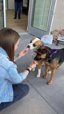 Pups enjoying Swell Gelato Opening Day!