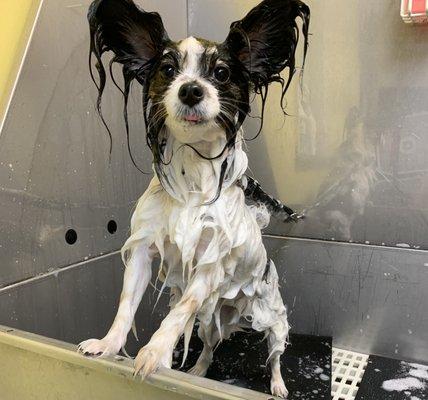 What a cutie enjoying their bath.