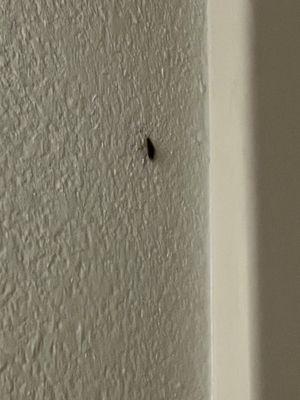 Roach #2 in second room