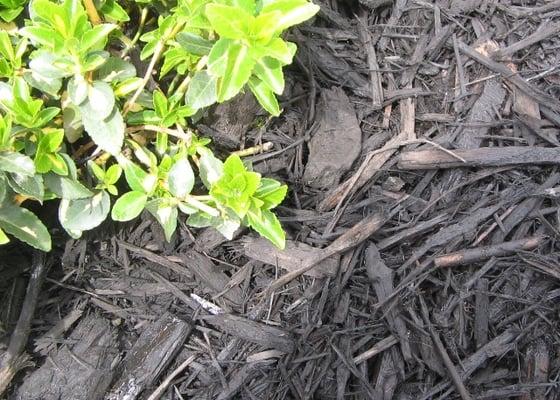 Black Dyed Mulch