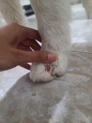 Left paw