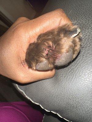 My labradoodles paw