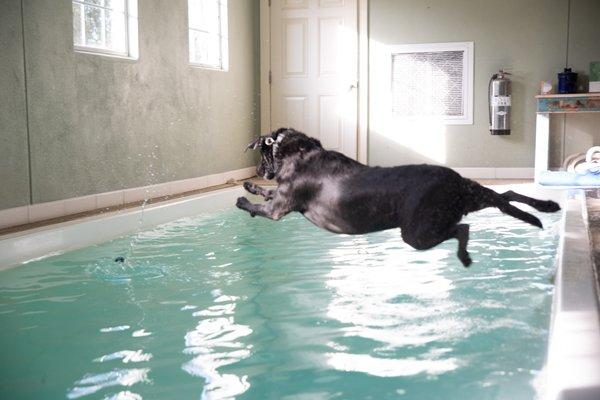 Recreational swims are a fun way to keep your dog in shape!