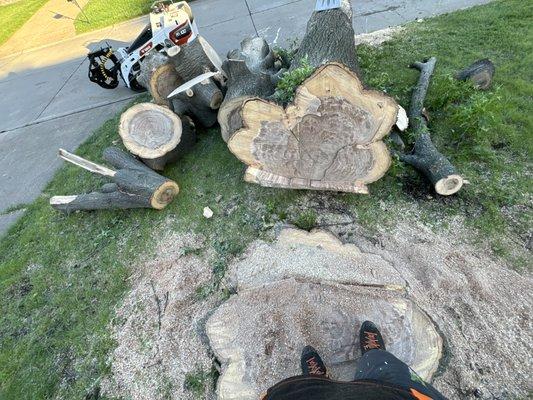 This is a wide shot of a heavy Pin Oak!