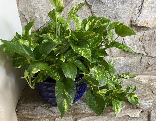 Golden Pothos