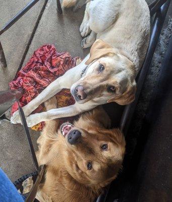 Two off duty service dogs doing a "down-and-under" at the restaurant while I eat.