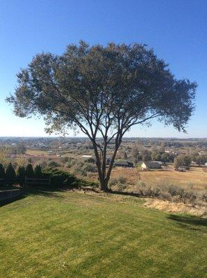 Wow!  Our view of Moses Lake and neighbors has been restored.  The tree branches are now close to twenty feet off the ground.