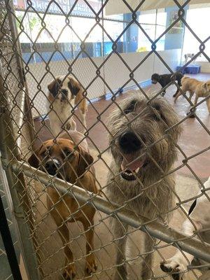 This is a photo of my dog, Remus and two of his big dog friends!