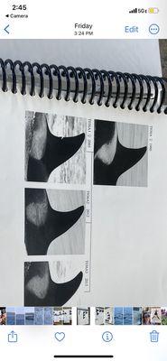 Barbara's orca identification book