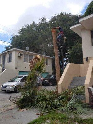 Tree Removal