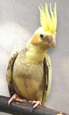 Cockatiel hand fed baby super sweet