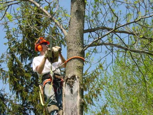 The Lumberjacks Tree Service