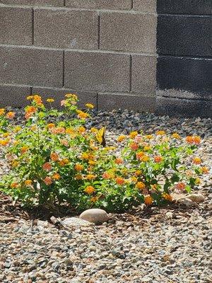 The beginning of our butterfly garden.