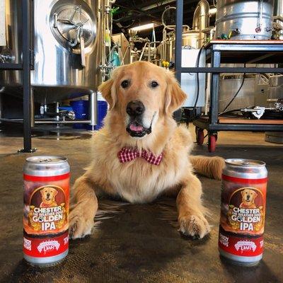 Chester the Weather Dogs Golden IPA