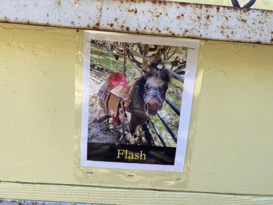 Ready for a pony ride?