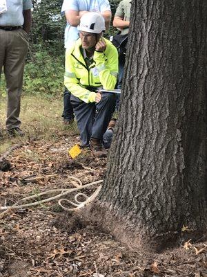 Summit PHC Technician and ISA Arborist monitoring an Oak Wilt injection.