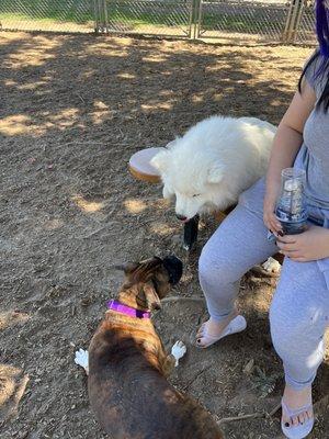 Manteca Dog Park