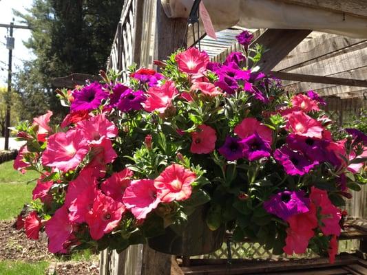 Fragrant petunias make nice hanging baskets. We have lots of these around Mother's Day in the spring.