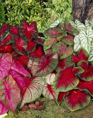 Mixed Caladium Bulbs