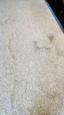 Stains on carpet all over the store.