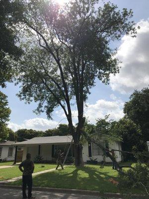 Aguilar Tree Service removing an aging Arizona Ash.