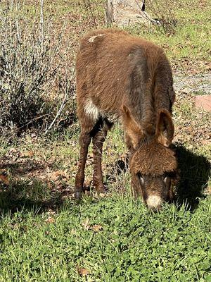 Little Pepper Jack, a donkey rescue