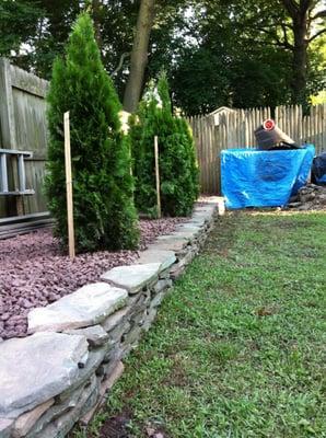 Flagstone wall with newly planted Arbs!