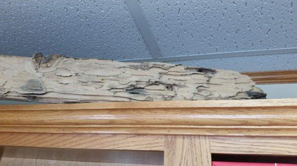 Termite damaged wood