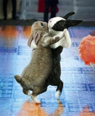 If rabbits can tango, so can you!!