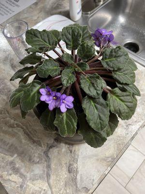 African Violet