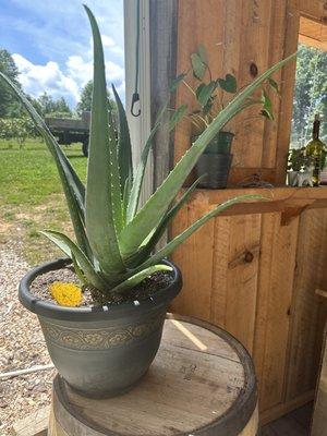 Plants on site