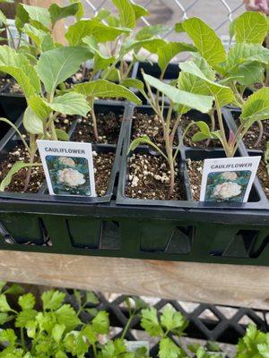 Its time to plant you Herbs and Cold Weather Vegetables