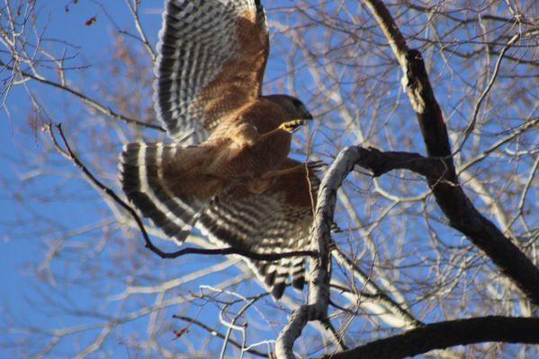 Resident red shouldered Hawk