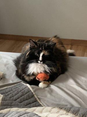 Potato, after her grooming. Very content cat :)