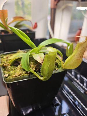 Nepenthes Sanguinea