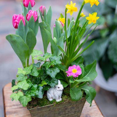 This galvanized container is planted full of springs most beautiful bulbs and blooms.