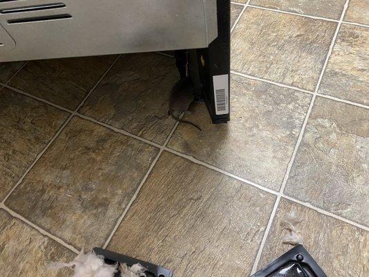 Dead rat under the stove