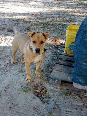 Bull Mastiff "Blue" as a puppy