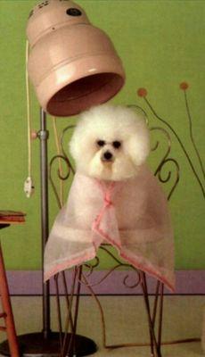 We're your full service pet spa! Call for an appointment to be pampered!