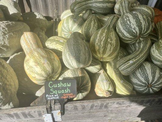 Cushaw squash