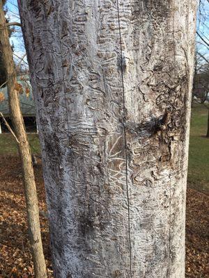 Trails on an ash tree made by emerald ash borers. On the trail by the cemetery