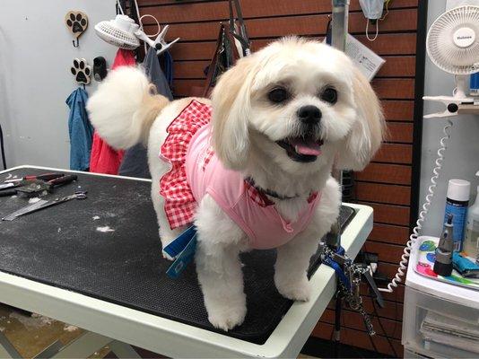 Super Pet Grooming Salon