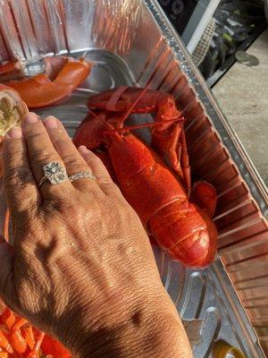 This says it all! My tiny toddler hands are ginormous next to what they serve as a lobster dinner