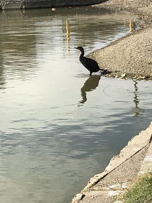 Solo cormorant near trolley parking lot.