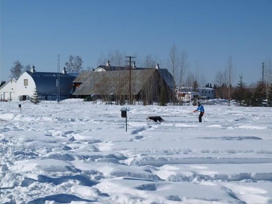 man on skiis with dogs