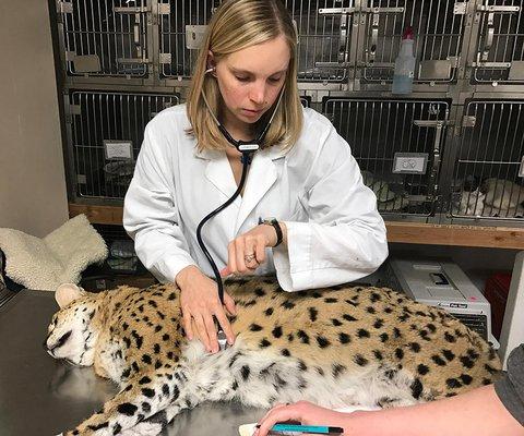 Dr Lipanovich examines a serval