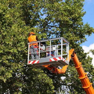 Cape & Island Tree Service LLC