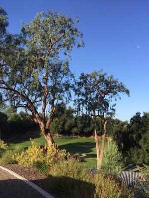 These Eucalyptus trees were very full and over grown. They did a great job of trimming them.