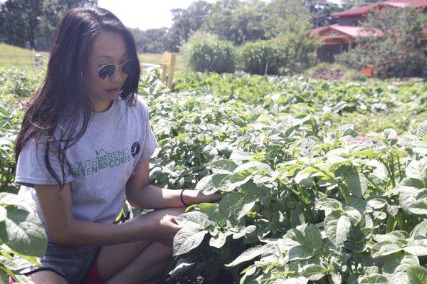 Potato plants