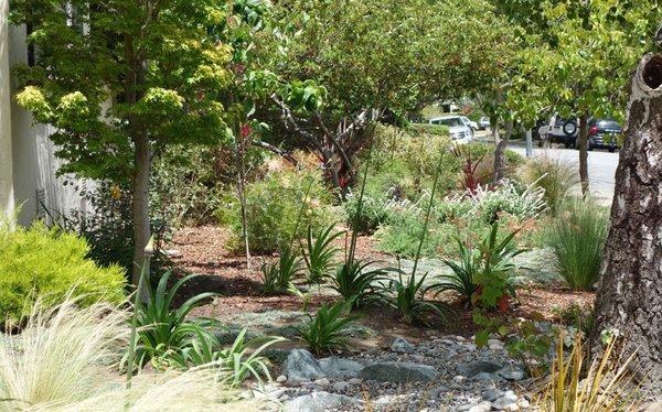 Drought Tolerant San Mateo 3